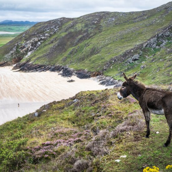 Island Roy Island Roy