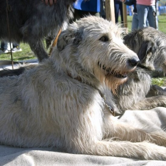 Irische Hunde Irische Hunde